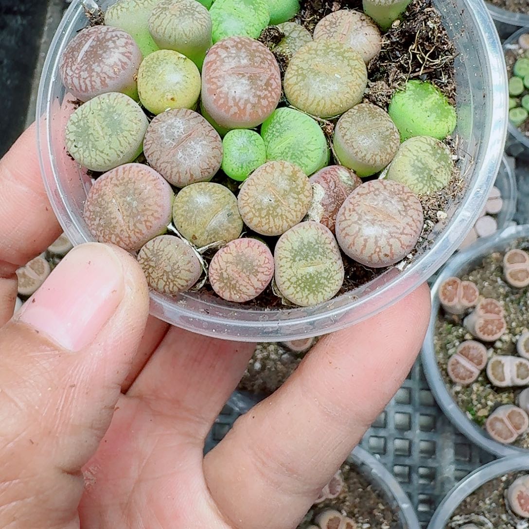 131多肉植物多肉植物