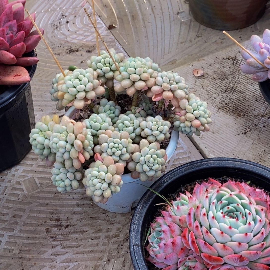 芒**子48包邮一物一拍多肉