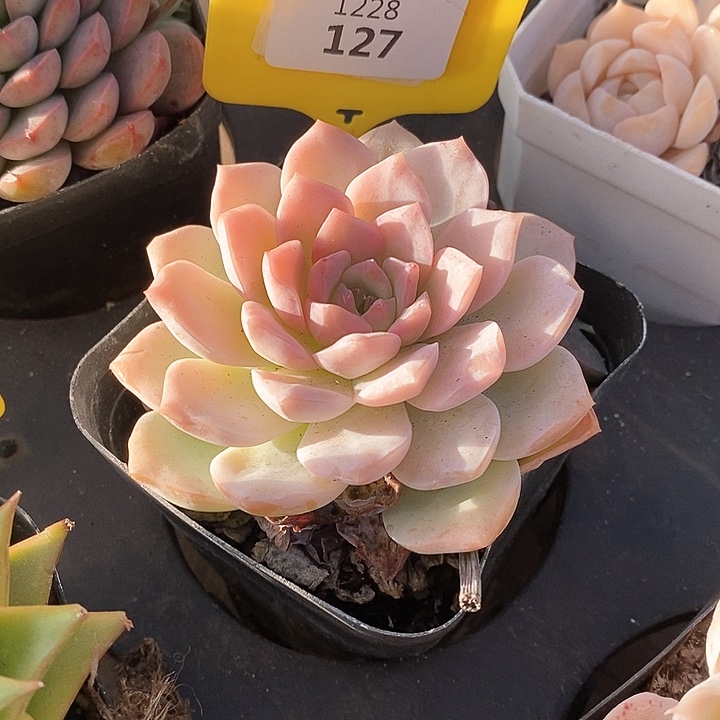 我*1228127孤品插排