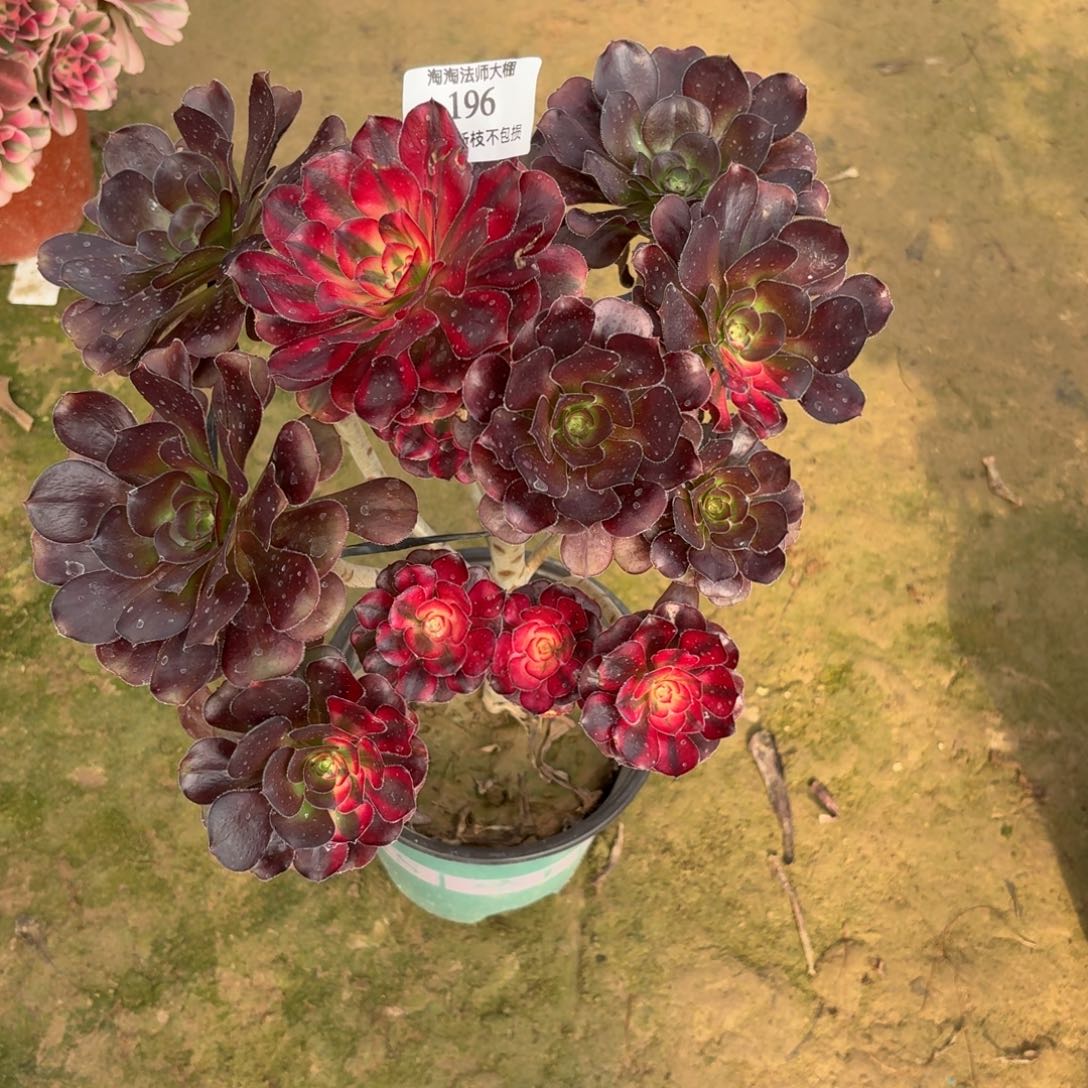 196丽娜阴阳多肉植物法师