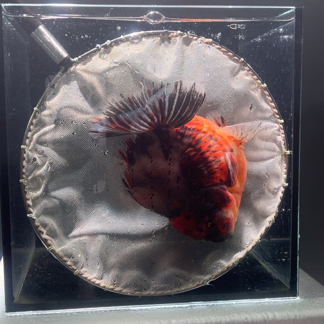 金鱼049。 9999999999