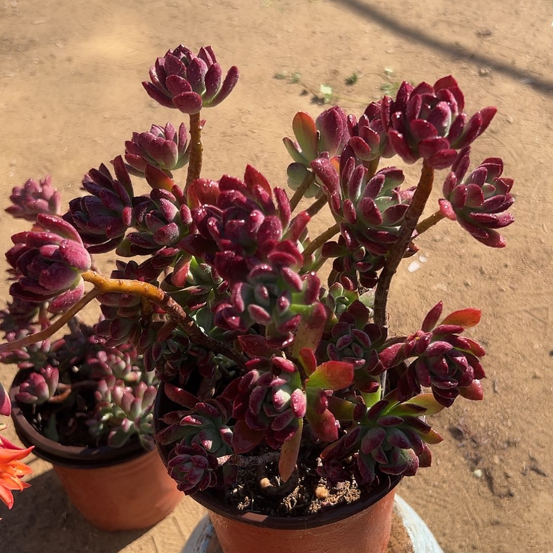 多肉植物多肉植物