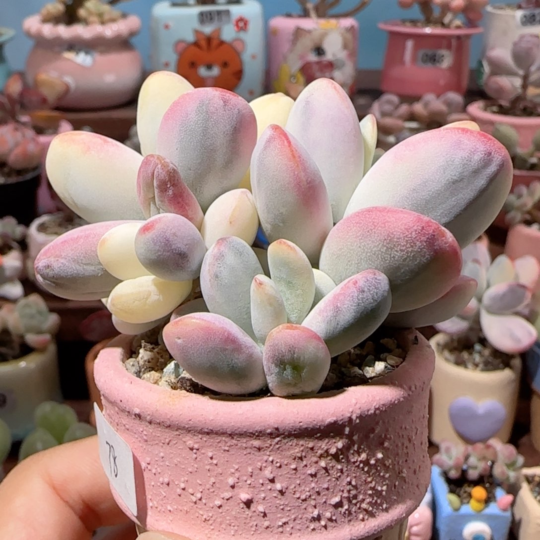 乒乓福娘锦盆口4cm