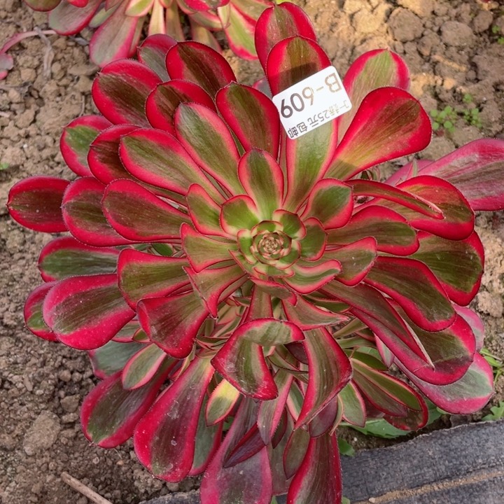 609香多肉12345678