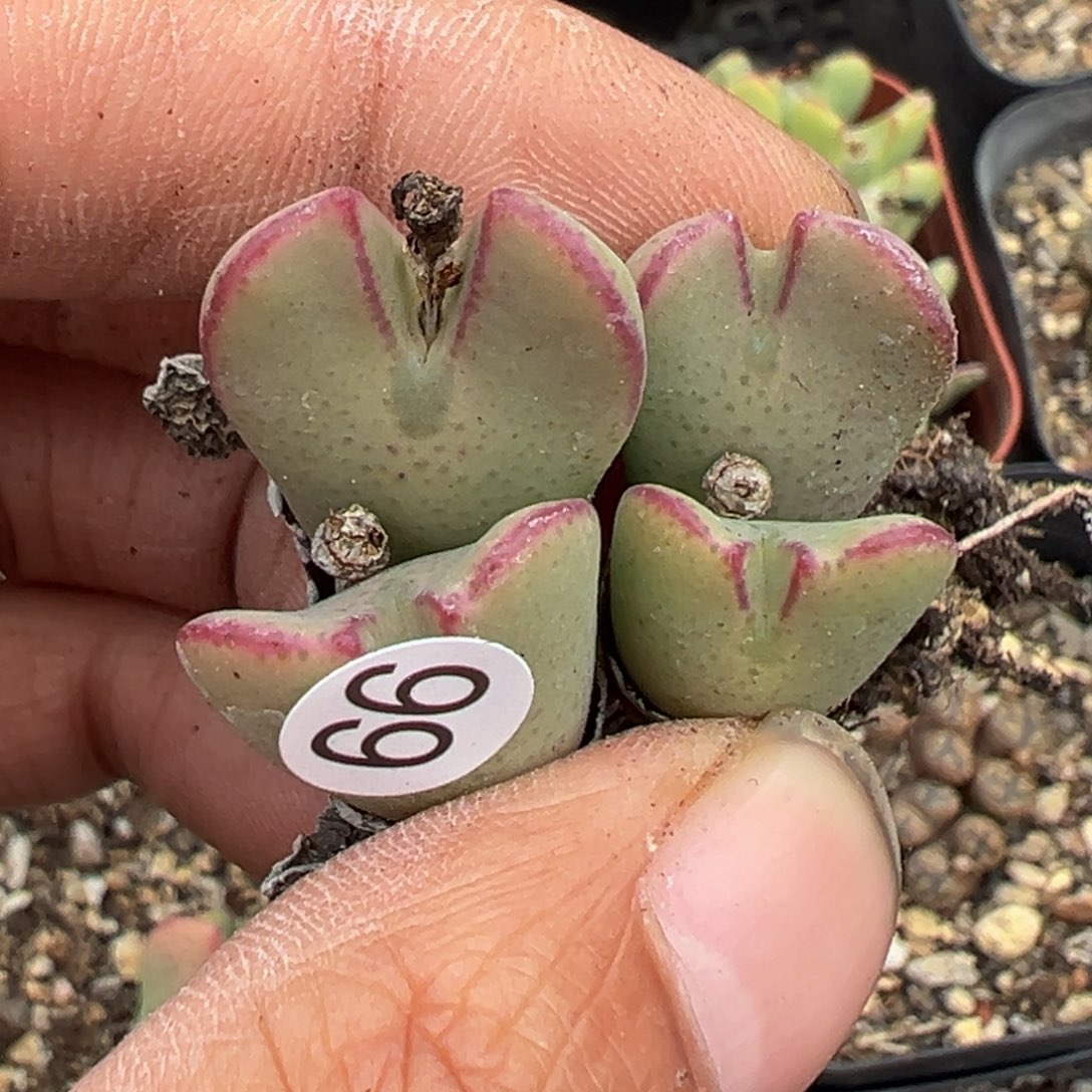 多肉植物111111111111111111