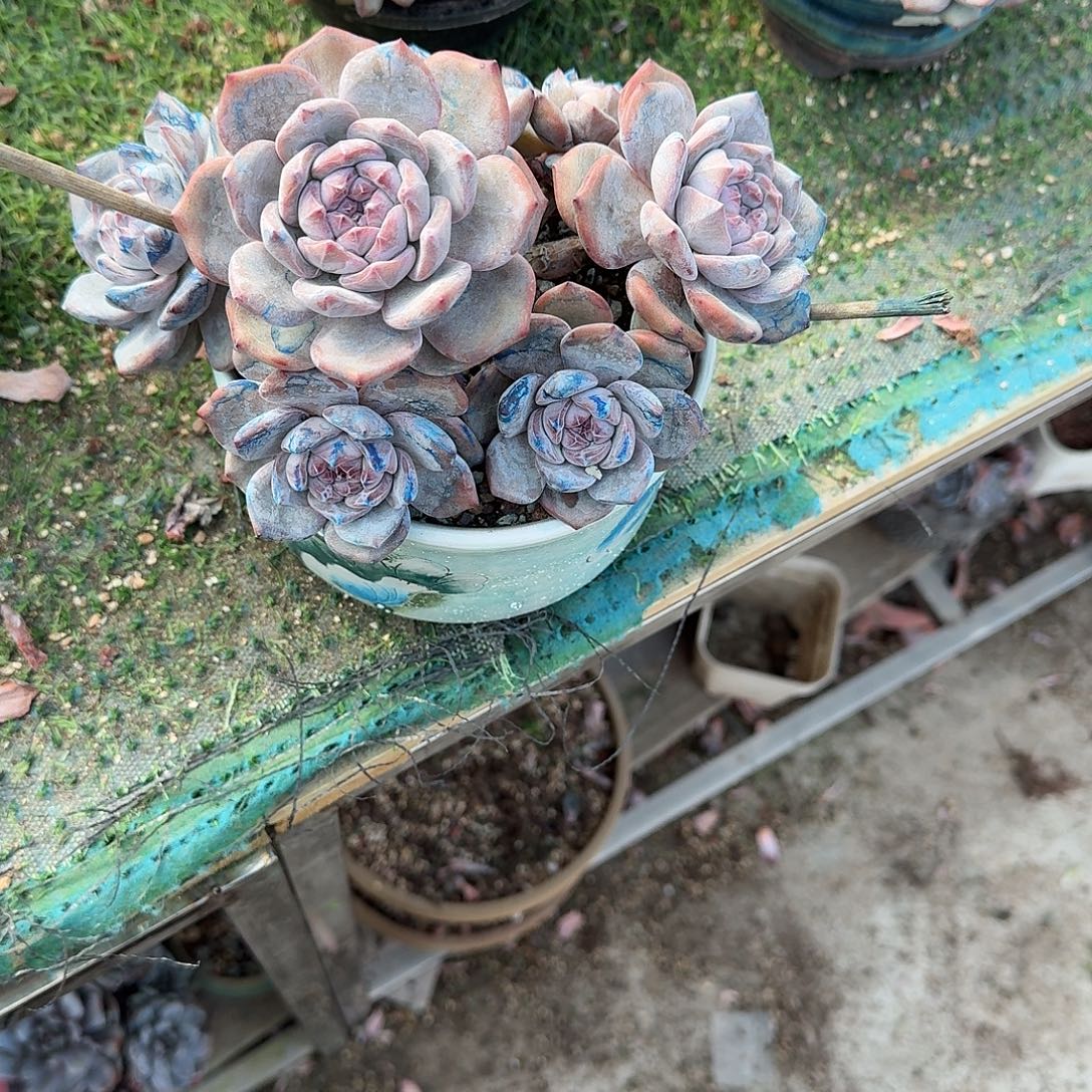 7头默认有砍石榴籽不带盆