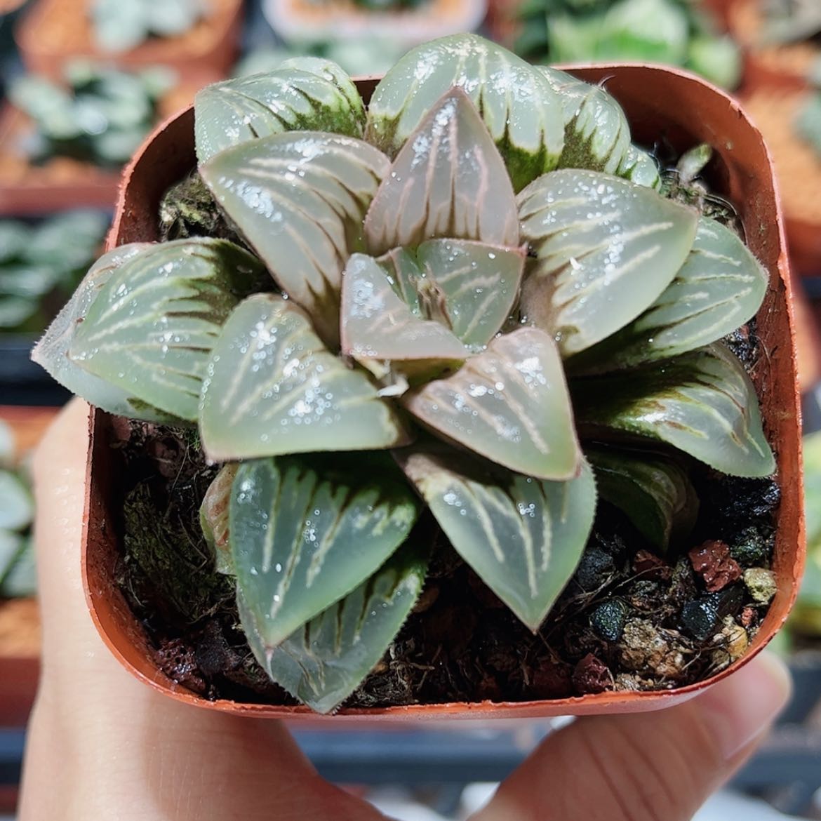 【闪购商品】白美人