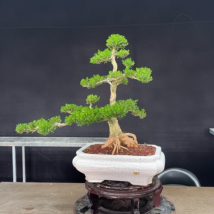 用***0无花朵广东皱皮雀舌黄杨