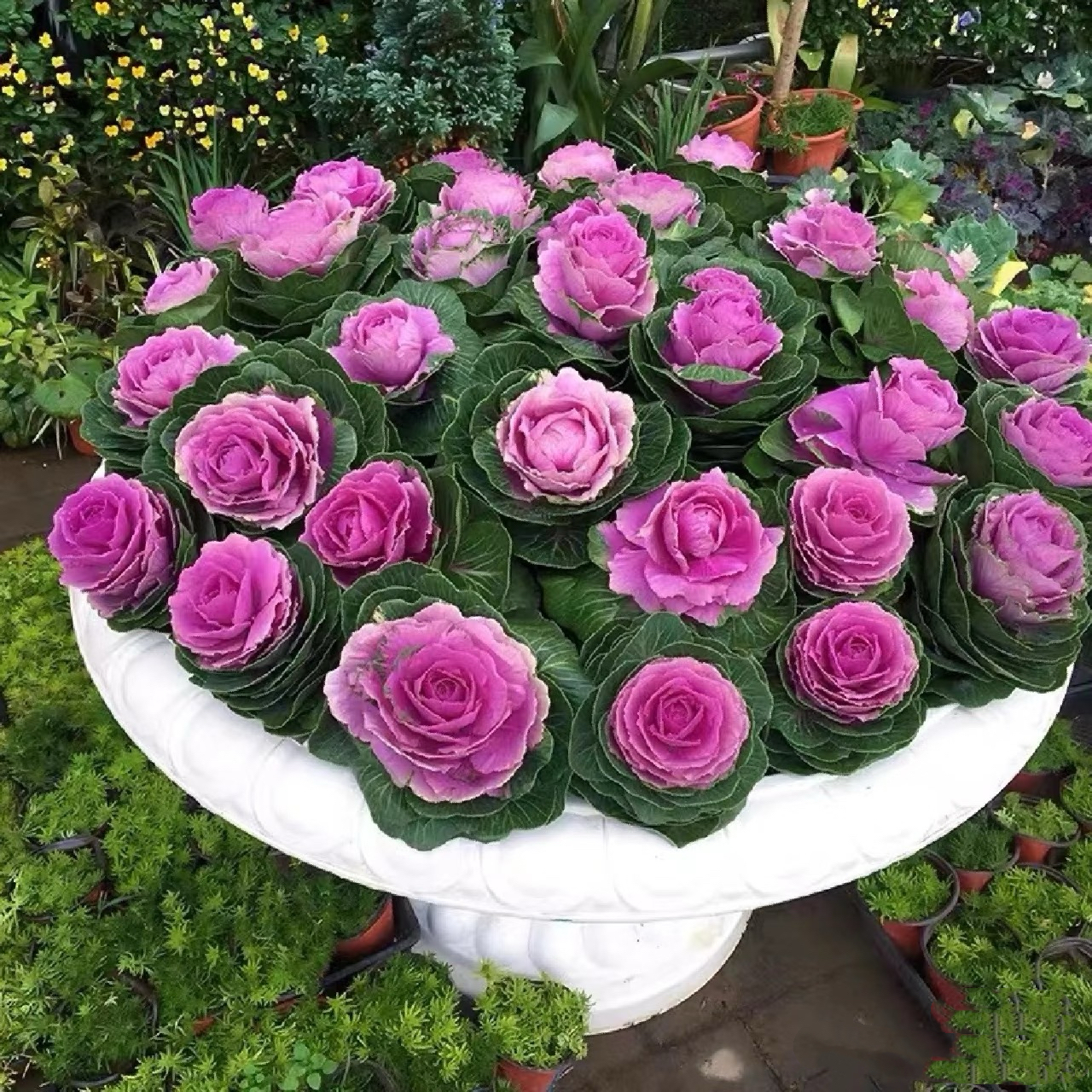 【玫瑰甘蓝】羽衣甘蓝室内室外阳台花卉冬季开花拍一发四