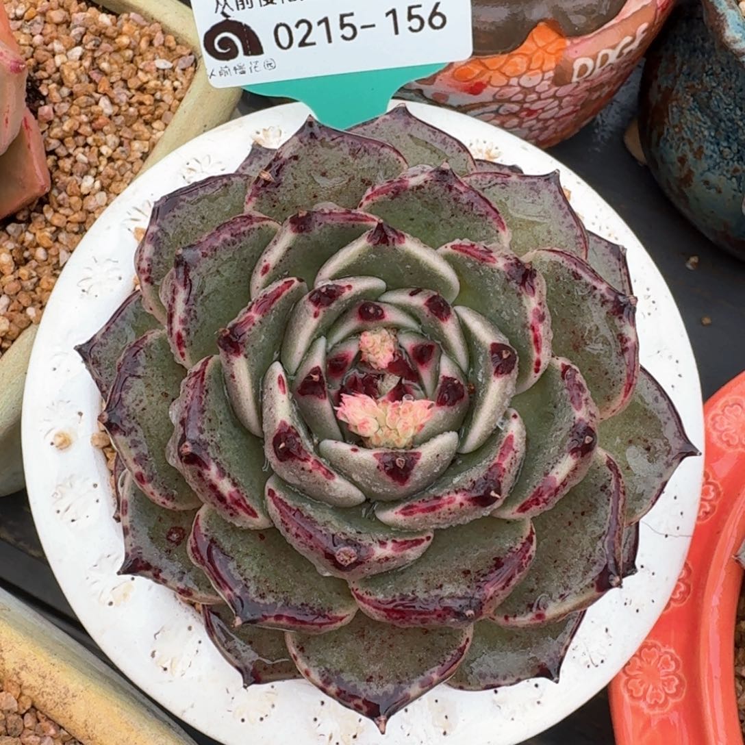 从前慢多肉精选编号0215.156