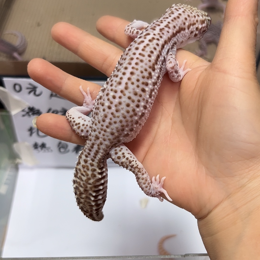 豹纹守宫豹纹守宫