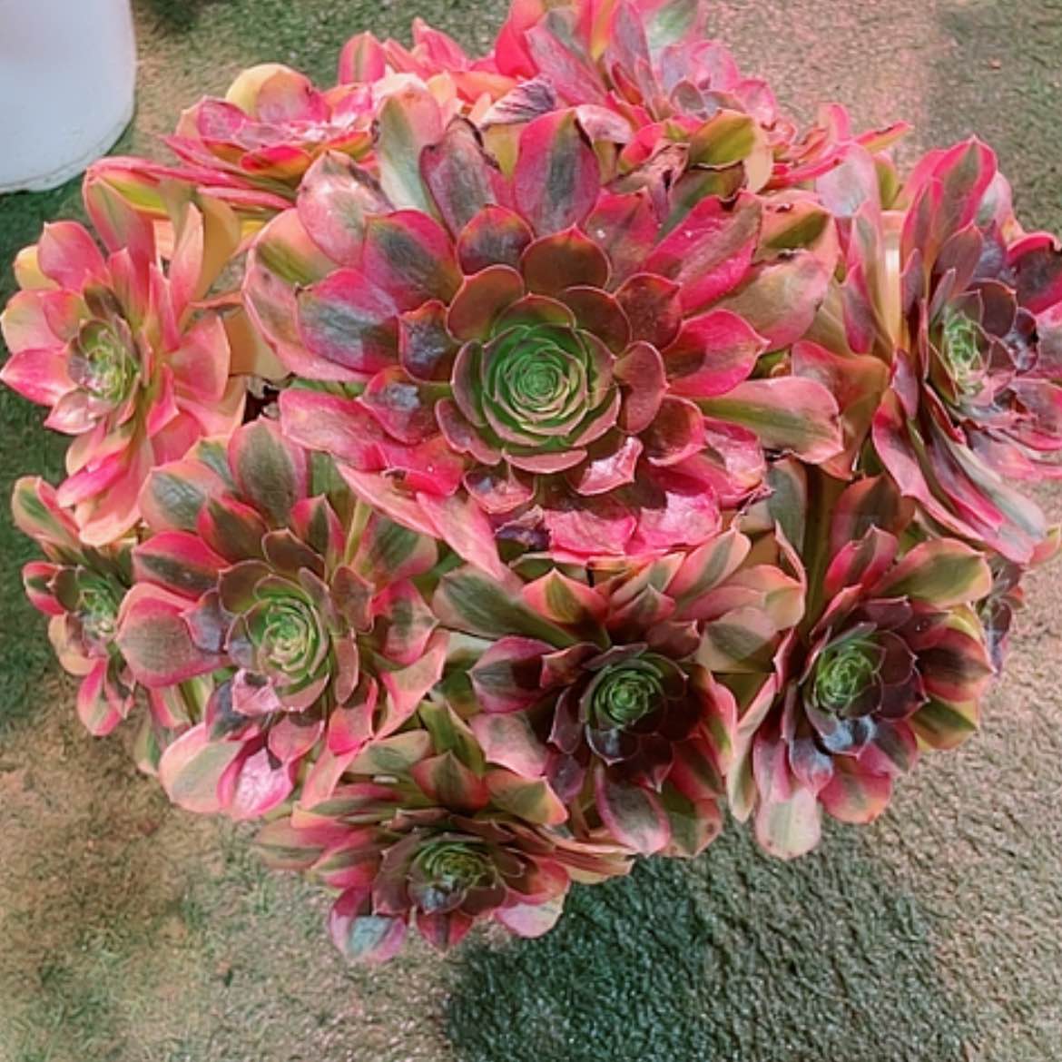 【闪购商品】刘*艳法师好看也好养