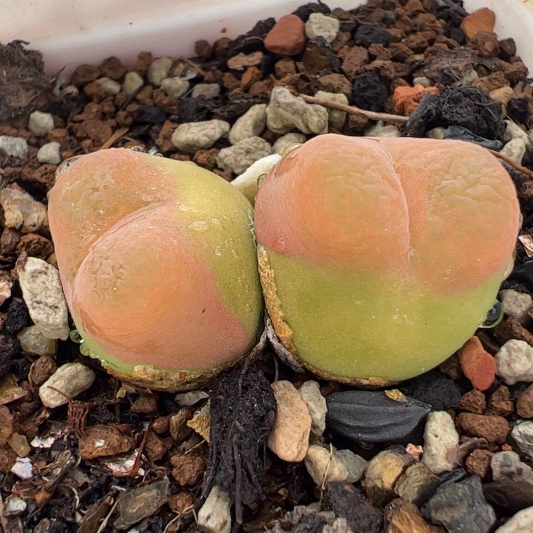 152多肉植物百科