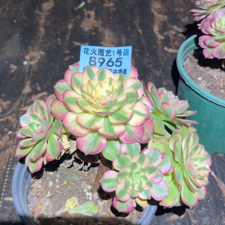 海王8965多肉植物