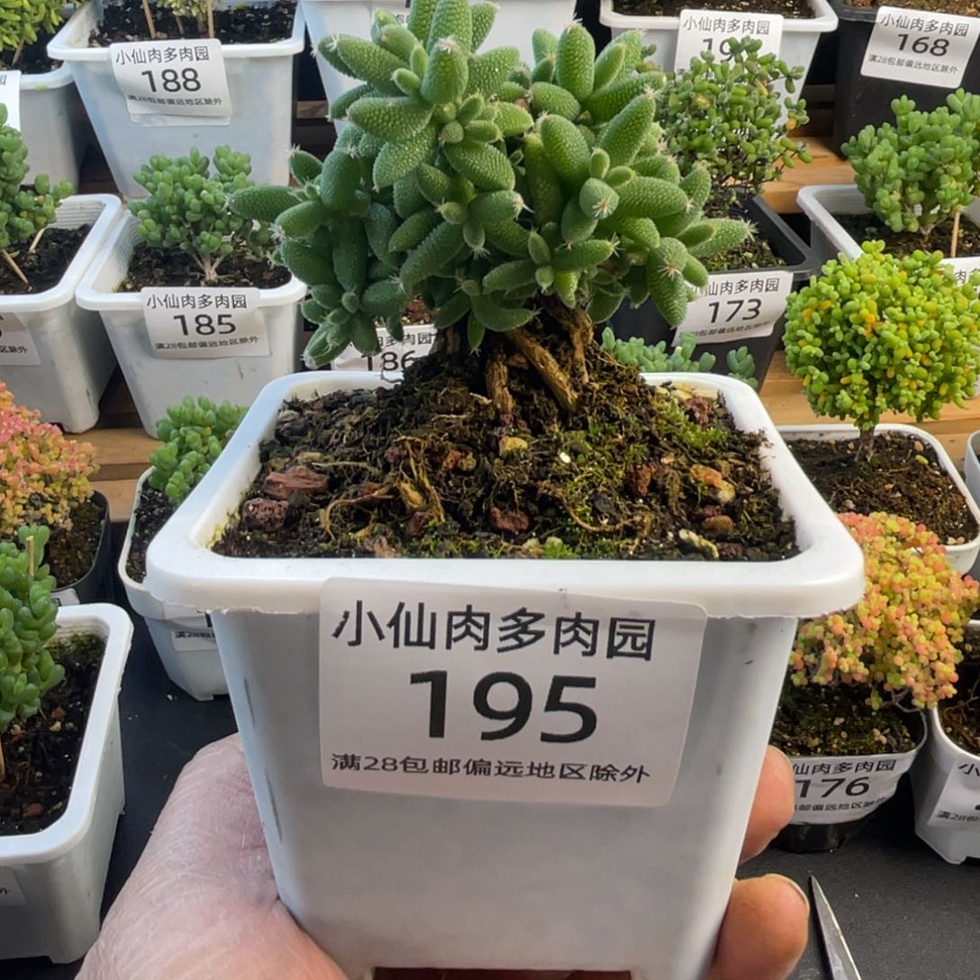 195枝干番杏提根玉米