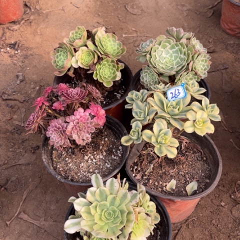 263多肉植物组合，