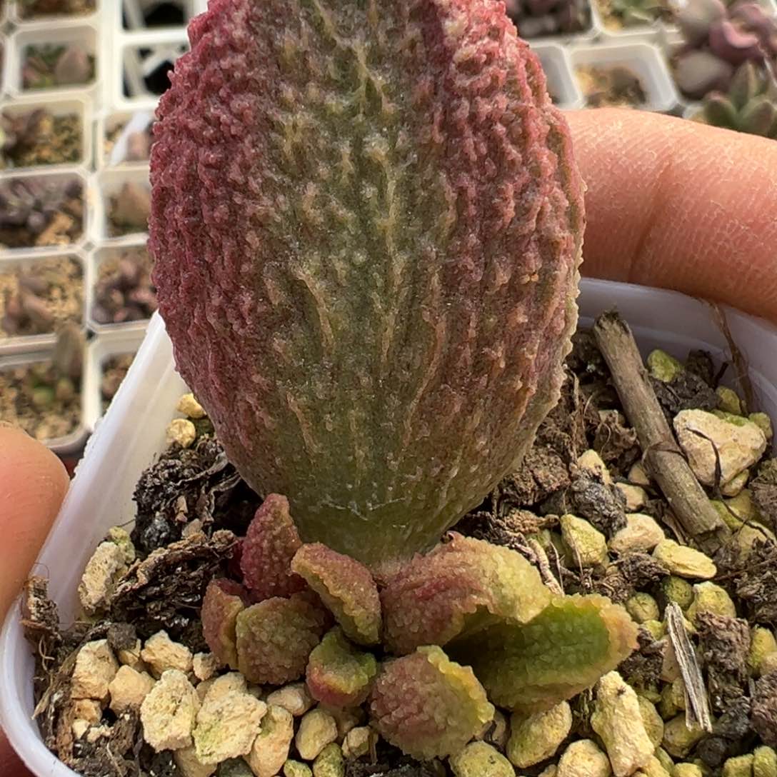 胖五水泡多肉植物水泡