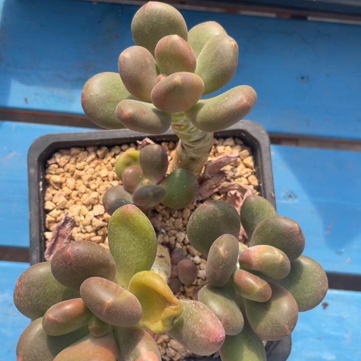 芒果奶，粗腿包正版