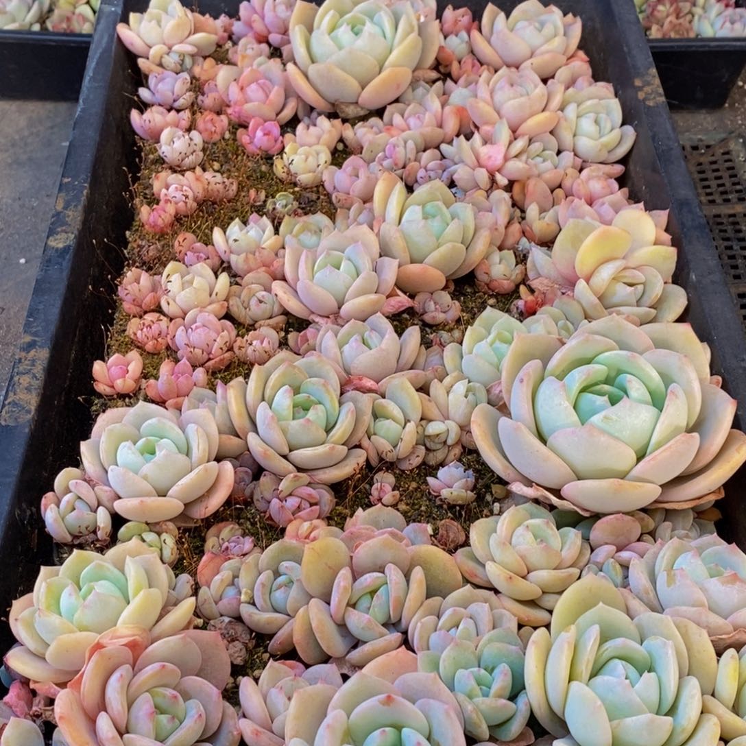 164多肉植物保护研究所所长助理