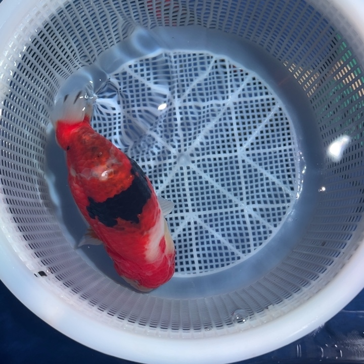 土***宝海水鱼潘氏金鱼兰寿金鱼