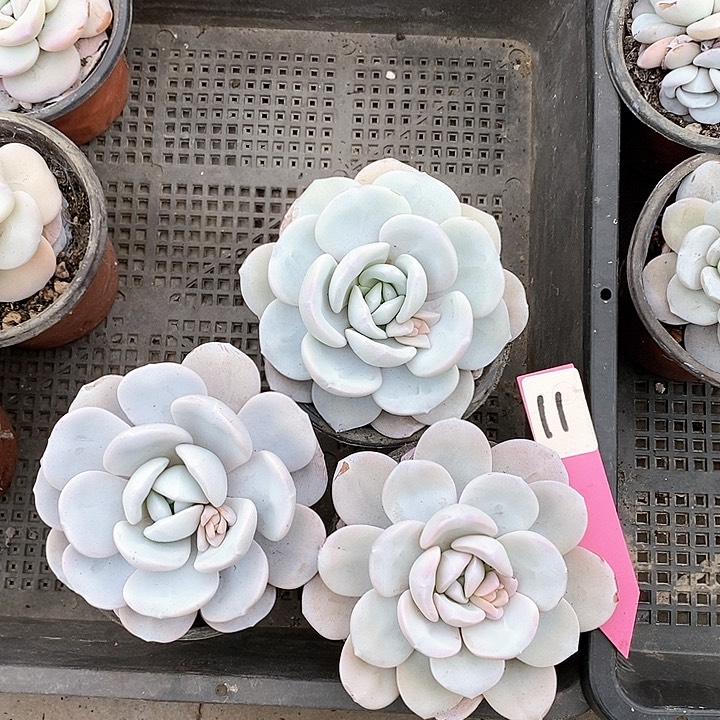 11号直播间一物一拍雪莲3颗