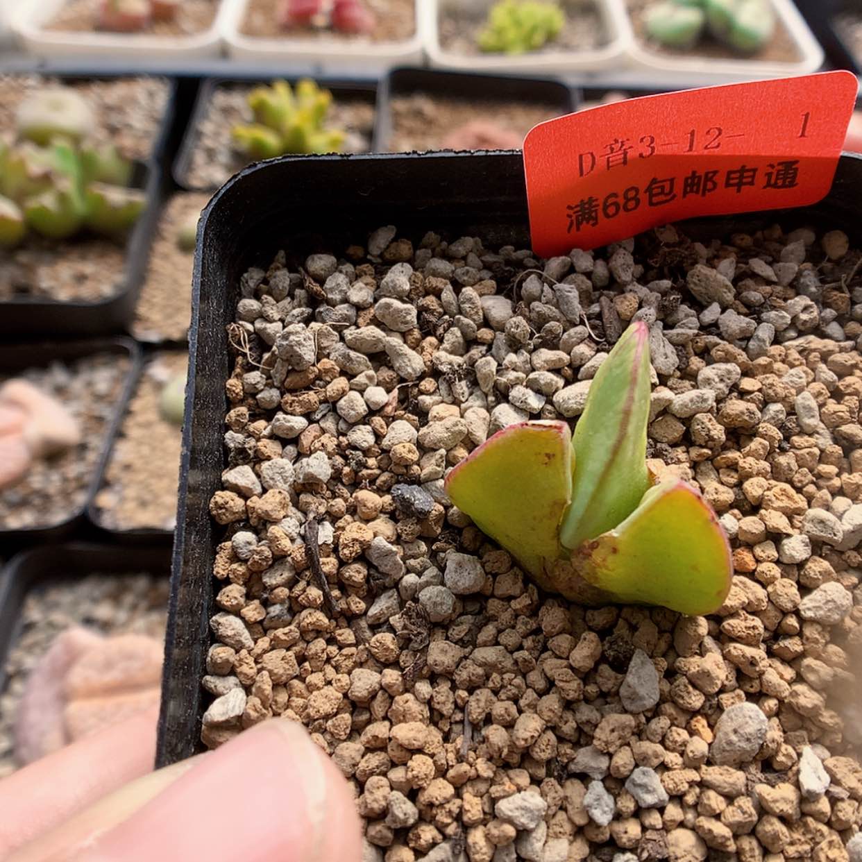 【闪购商品】3-12-1 托马斯水饺多肉一颗特 20