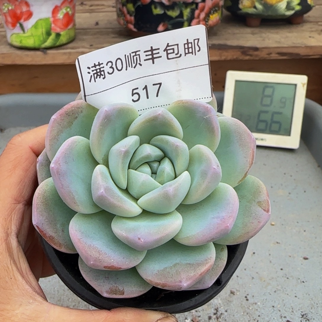 517冰玉多肉单头8cm