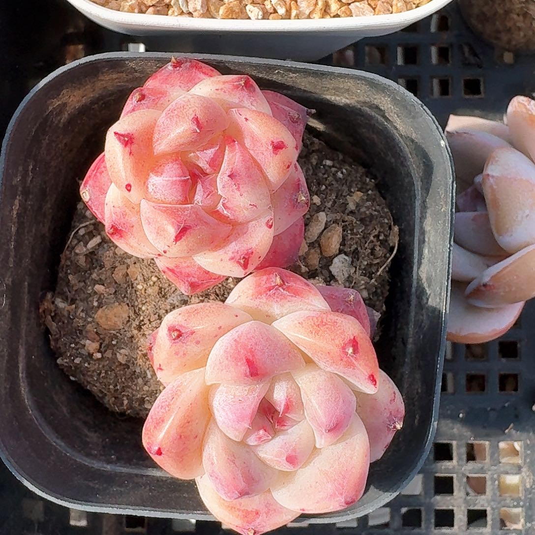 佳人双头老桩，透透的