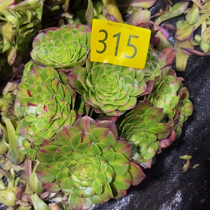 多肉植物知否315
