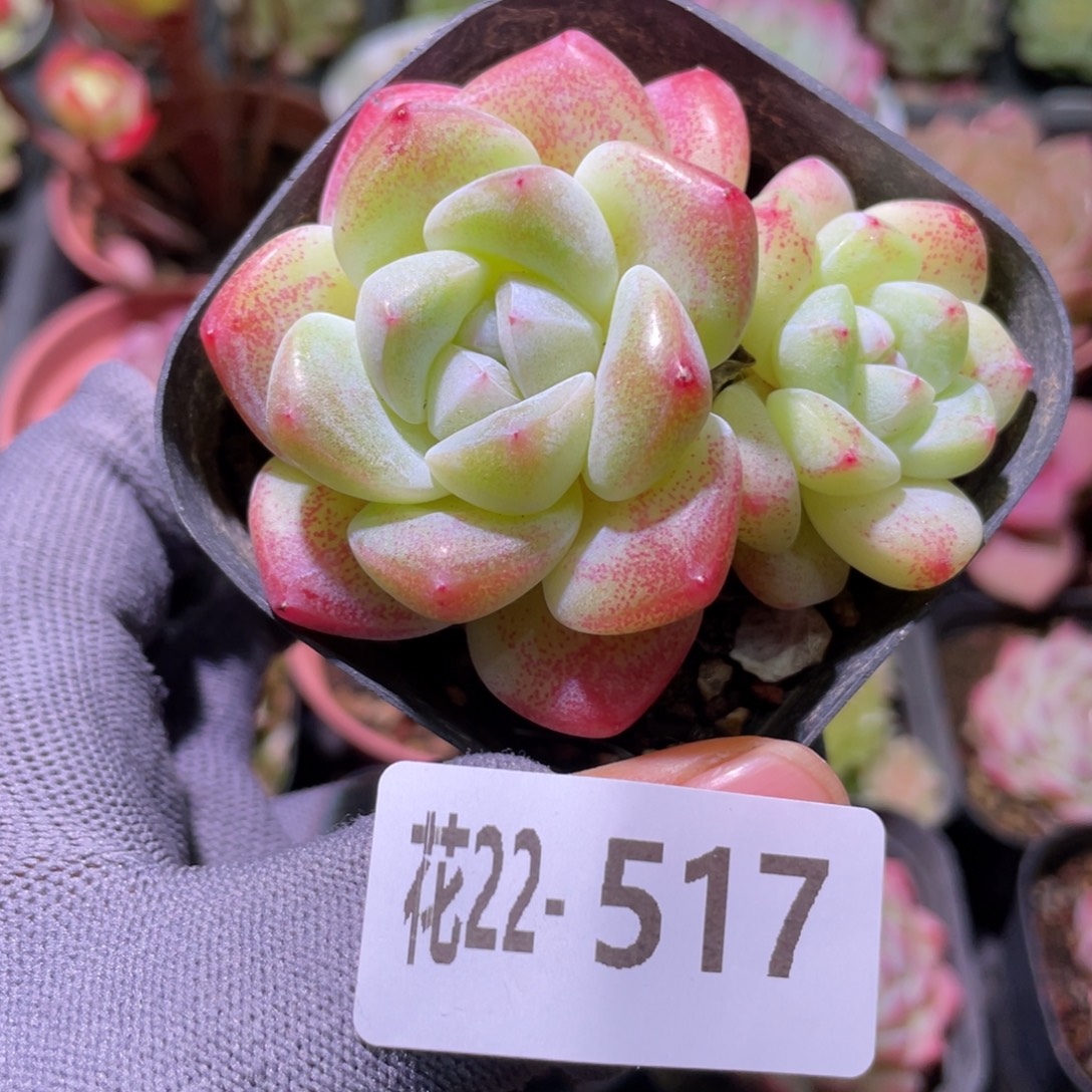 花利美22-517冰玉
