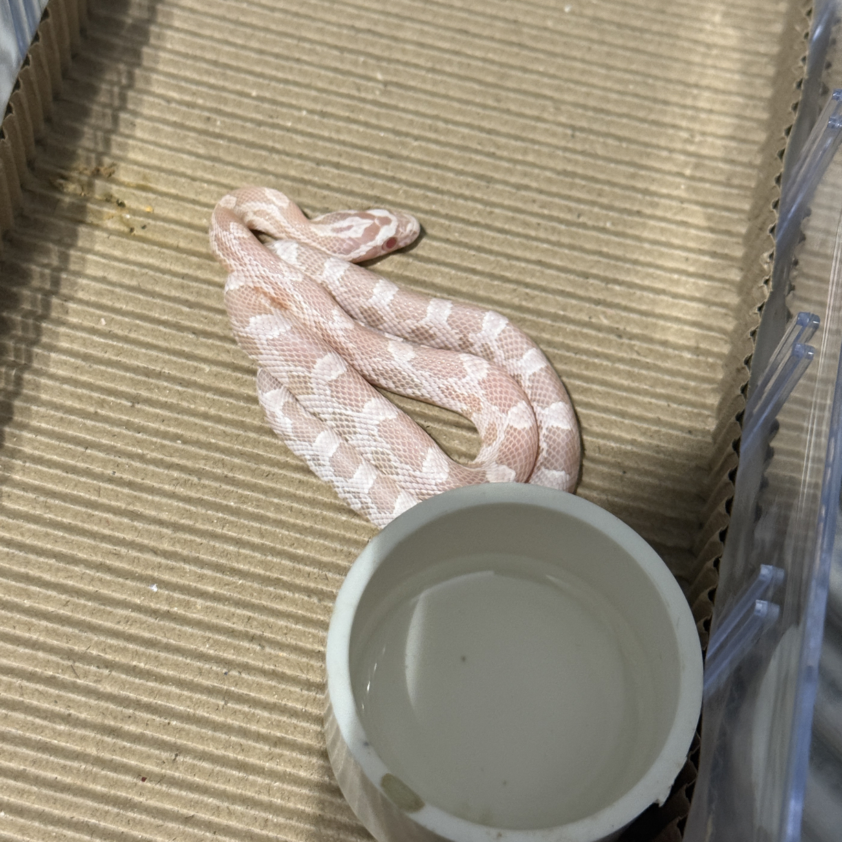 珊瑚雪白 雪白圈 稳冻可上手玉米蛇大苗