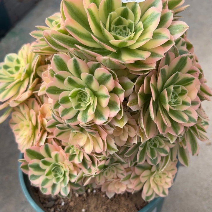 849迈巴赫20厘米