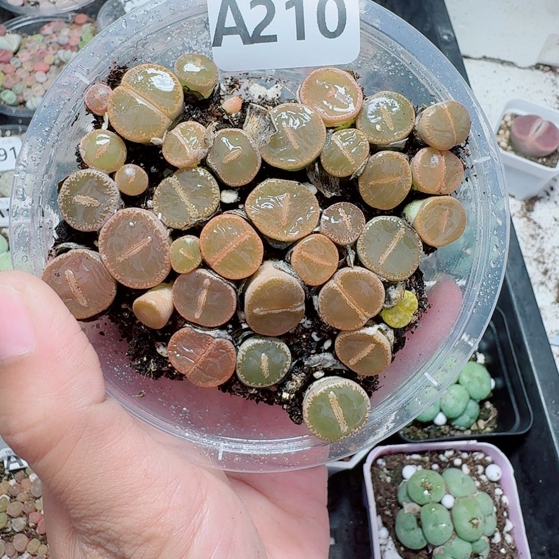 210多肉植物多肉植物