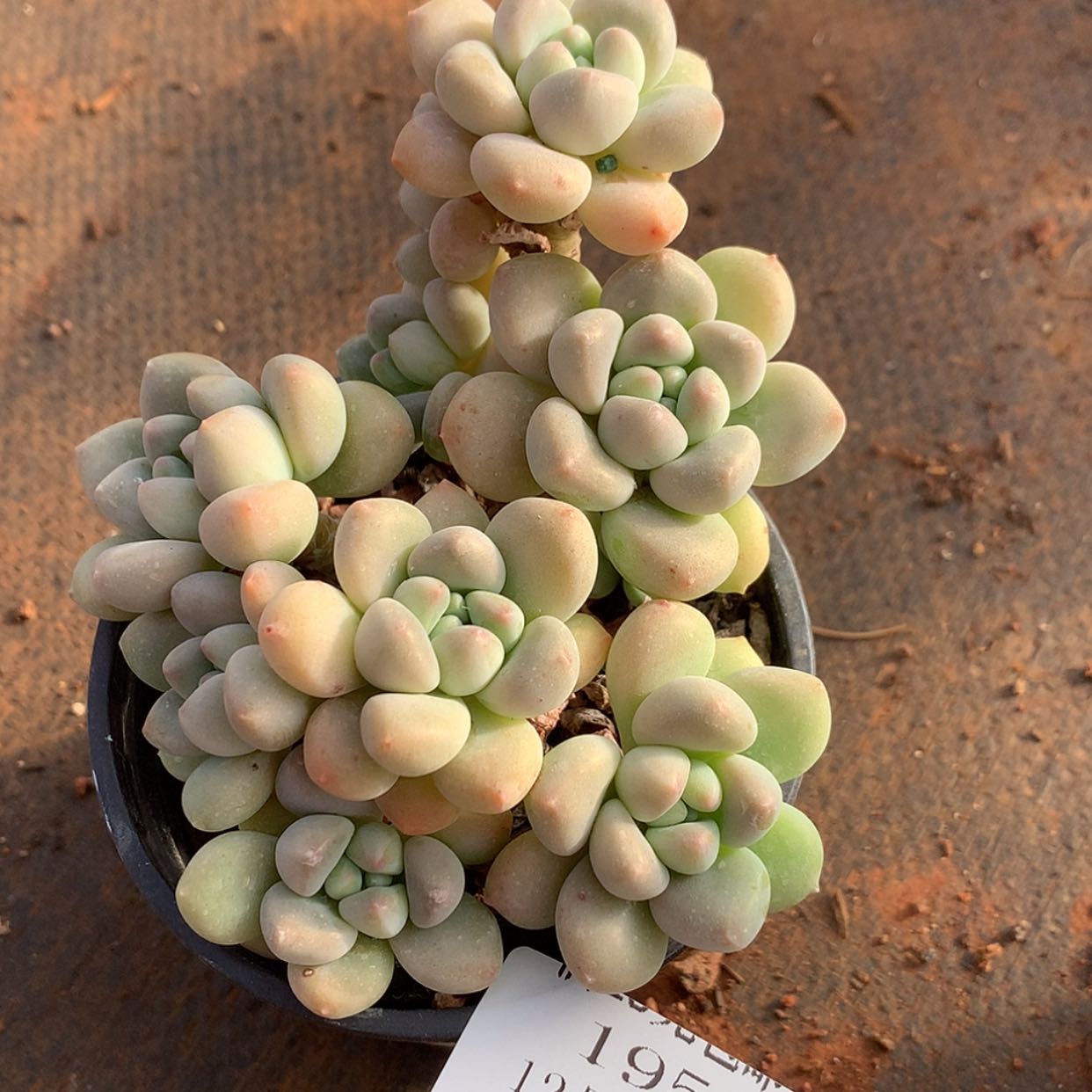 【闪购商品】云195号