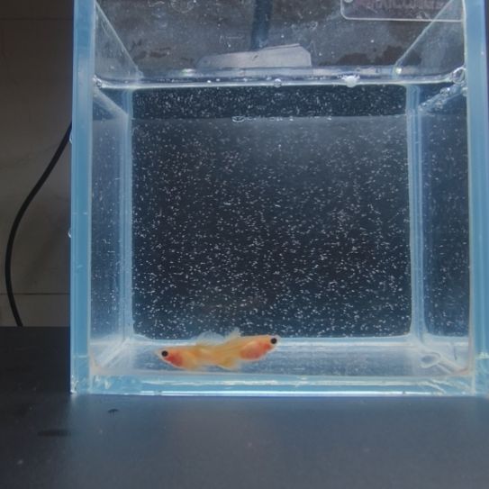 孔雀鱼粉猫幻彩一对