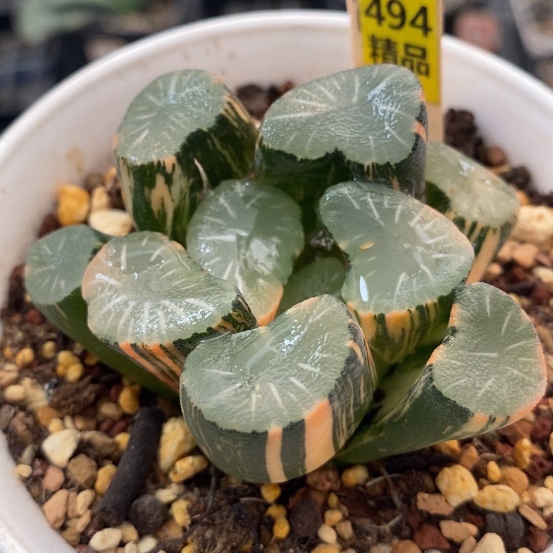 不开花植物494大宝