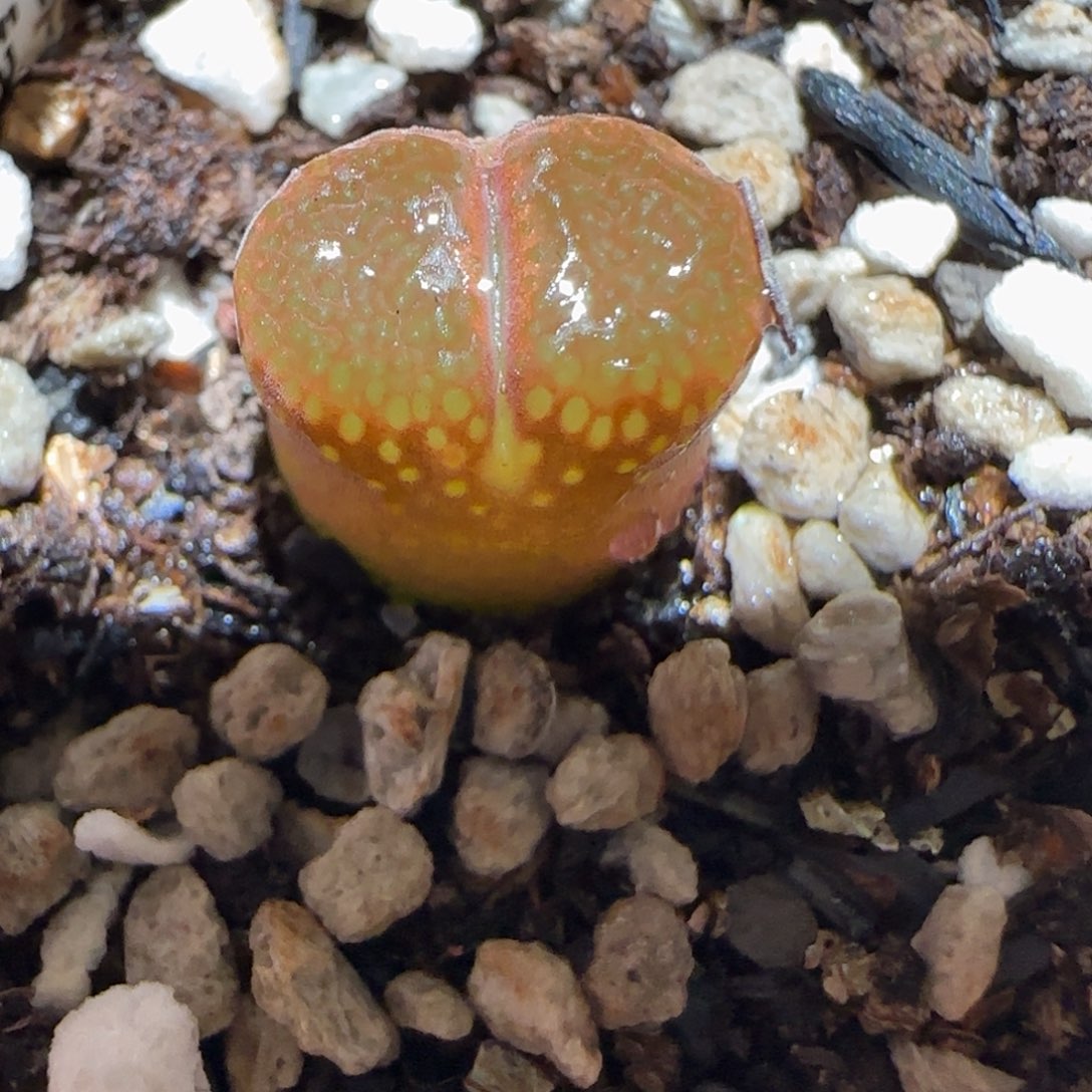 肉锥多肉植物百科7-帕法德774