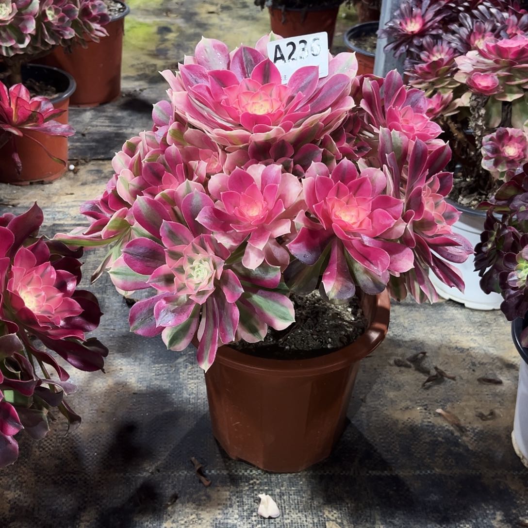 多肉植物粉女巫236多肉