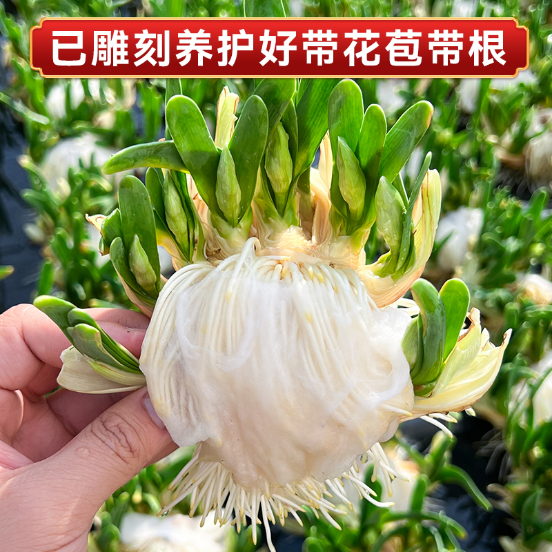 水仙花雕刻养护下水矮化好漳州单复瓣水仙花带叶带根水培室内水培