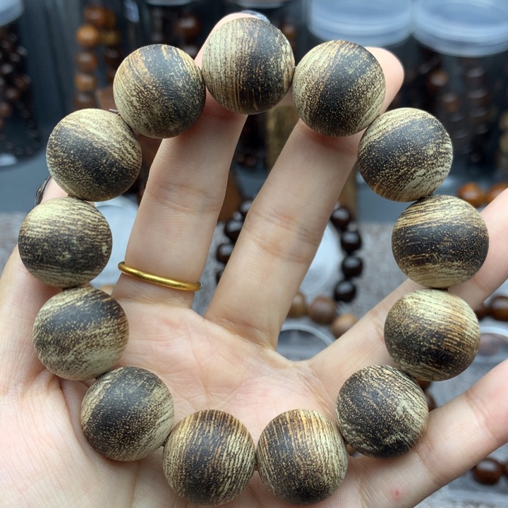 贡木巴布亚1.8粗抛蚂蚁腿