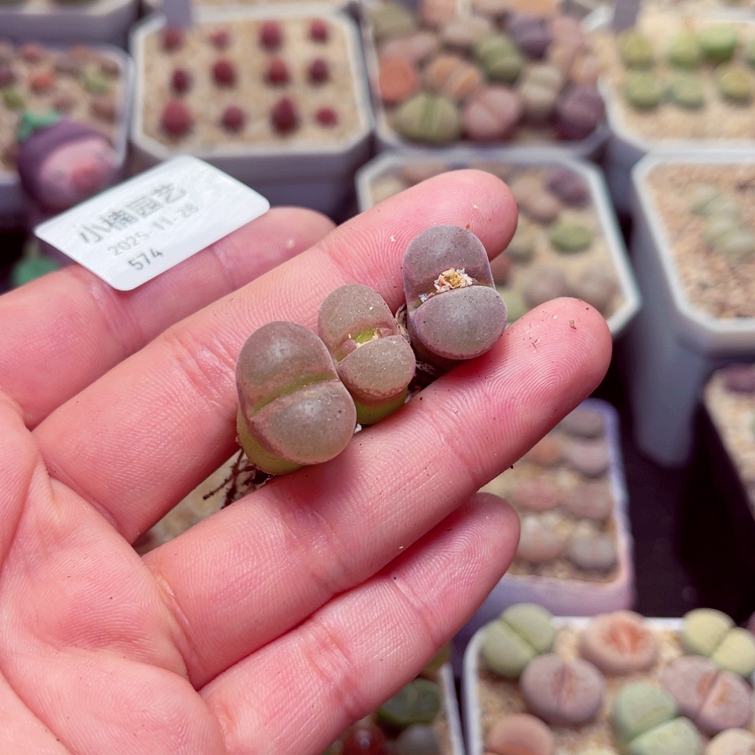 命***运574号带盆包邮发货