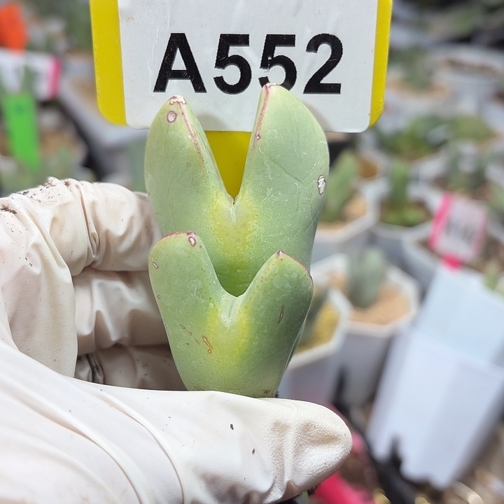 王***的552mmmmmmmmmnnnnnn