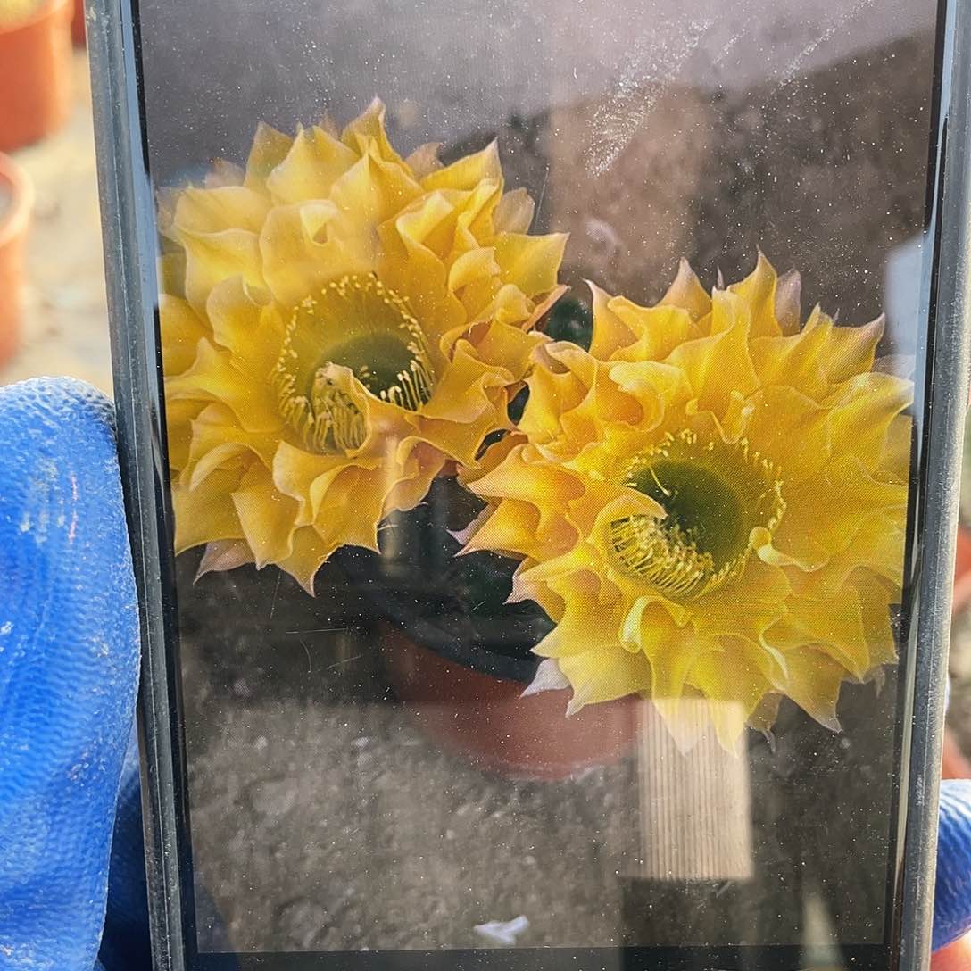 G22自根球5公分以上满18包邮