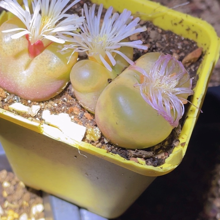 458998896599888888888