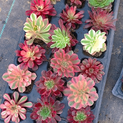 127单头21棵多肉植物