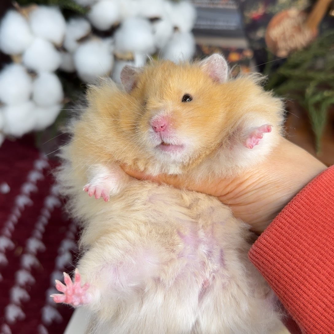 携重点色肉桂弟弟7个月175g