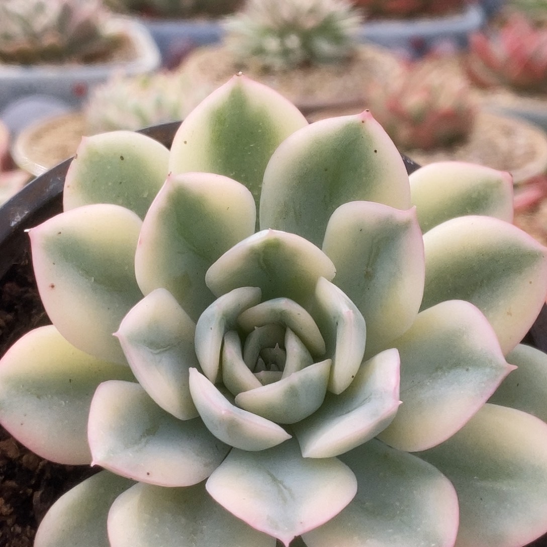 126月亮仙子锦锦锦锦锦锦锦锦锦