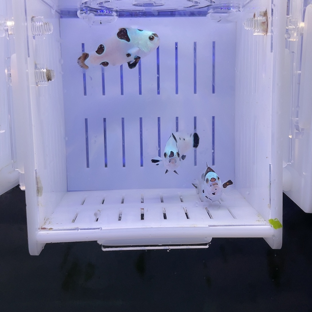 海水鱼3-3.5精品熊猫 3条