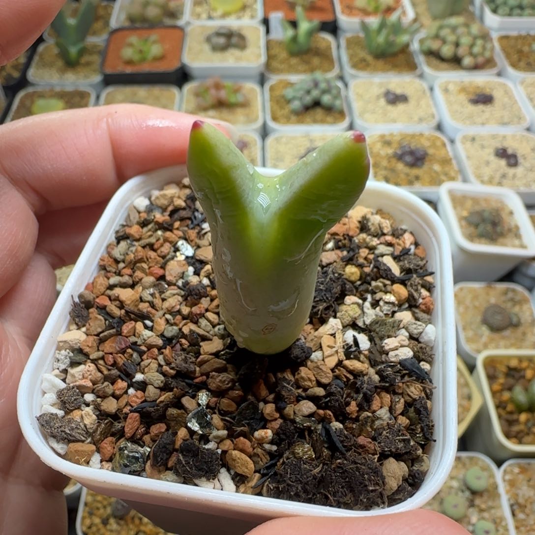 多肉植物龙猫皮卡丘SP78号