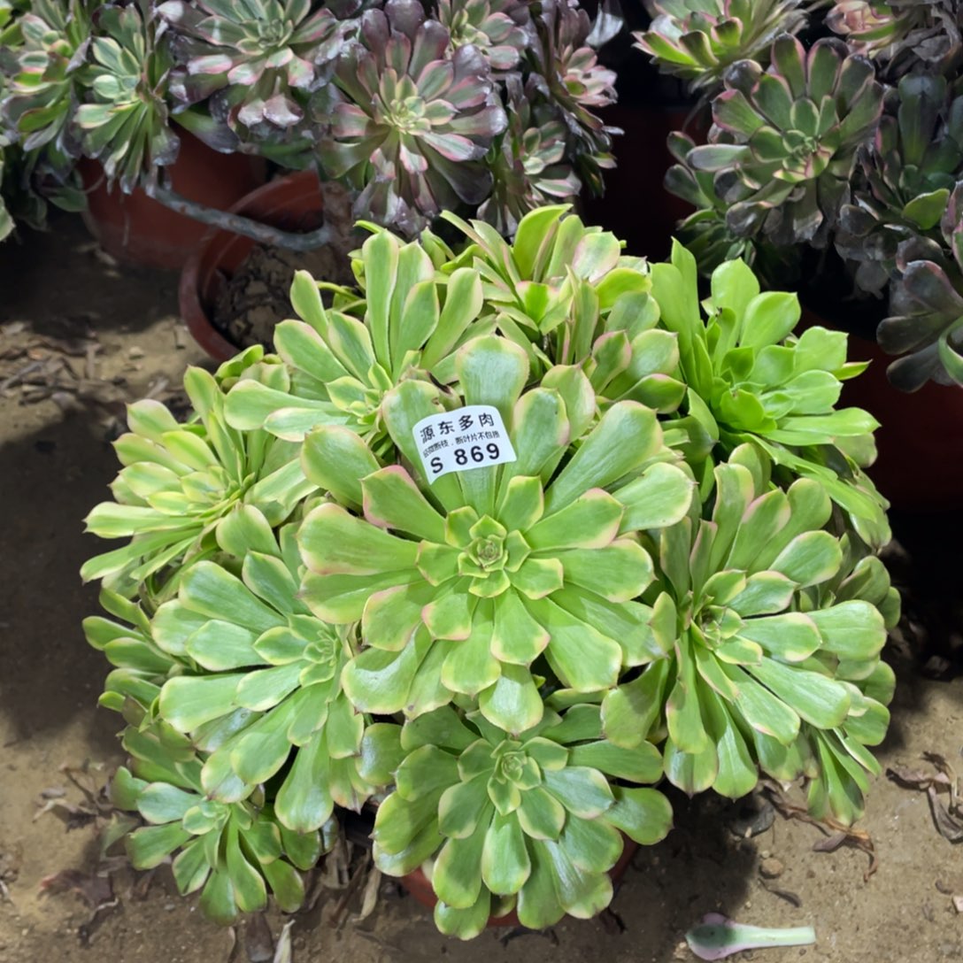 869沙皇多肉法师断枝不包